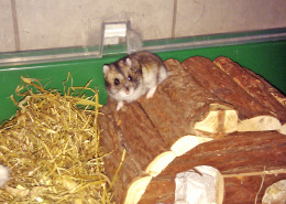 Hamster auf drei Pfoten
